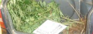 Polícia apreende pés de maconha de 1,7 metro(Guaxupé)